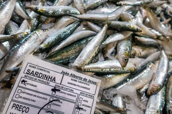 Färska Sardiner Fiskmarknaden Algarve Portugal — Stockfoto