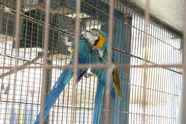 Bright parrots in a cage