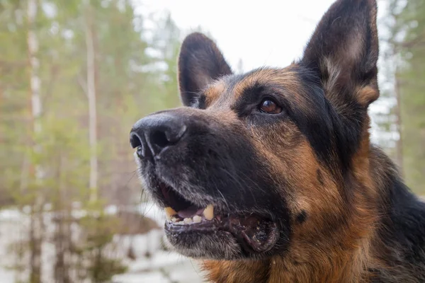 Muzzle dog German shepherd in a forest