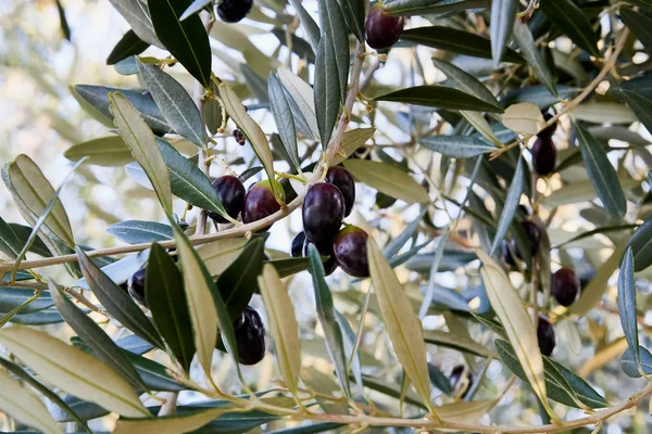 Black olives on the branch of an olive tree