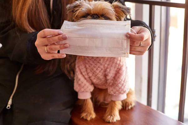 Small dog and hand of girl trying to protect pet from a coronavirus with a medical gauze white mask indoors. Protection for animal against disease during epidemics and pandemics. Covid-19 in Russia