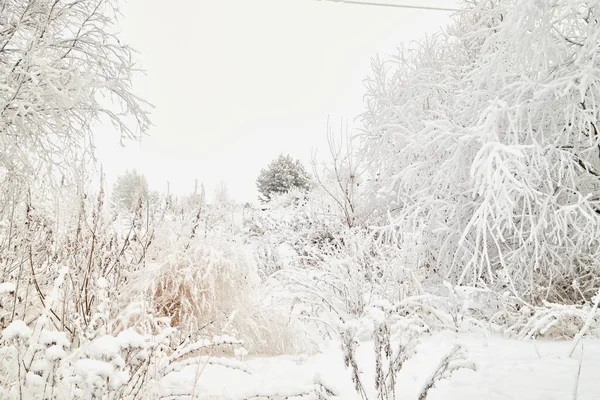 Landscape with tree in the foreground and field in the distance on a winter day