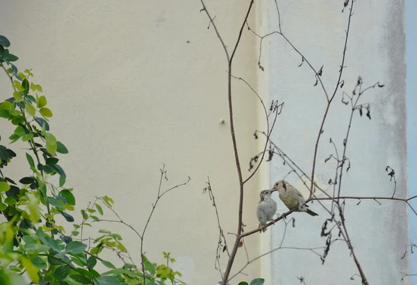 Sparrow mor sköter sitt barn av putsar på huvud — Stockfoto