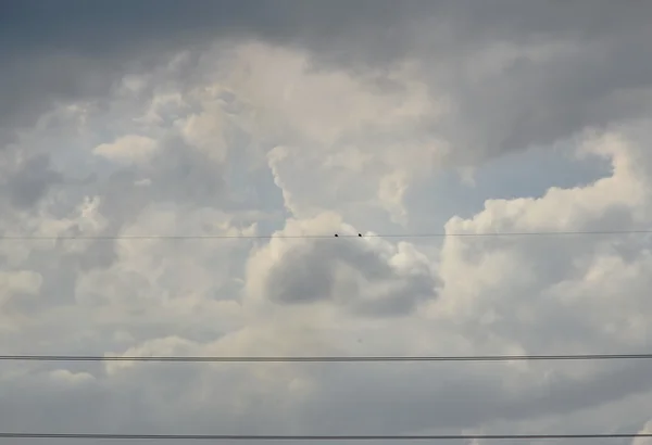 Pájaro en cable cable eléctrico mientras lluvia nube viene — Foto de Stock