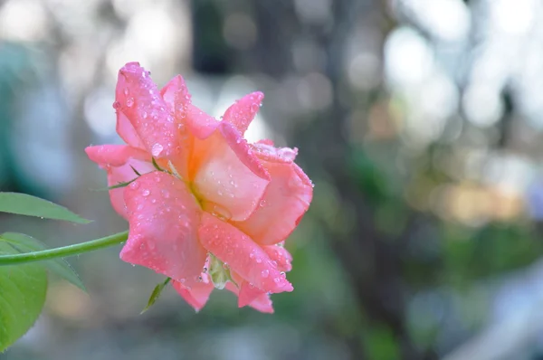 Rosenblüte im Garten — Stockfoto