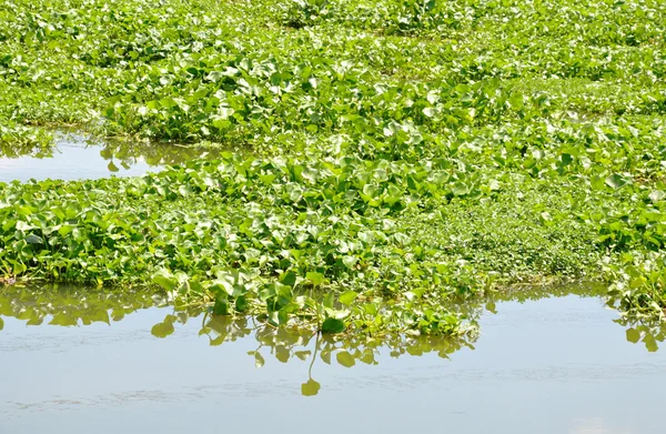 Jacinto de água flutuando cheio no canal — Fotografia de Stock