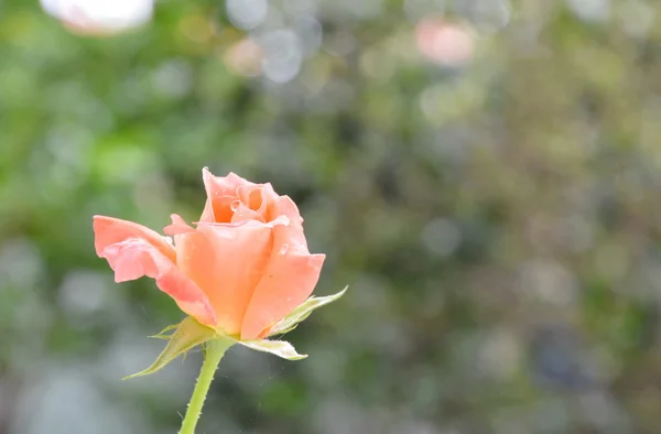 Rose blooming in park — Stock Photo, Image