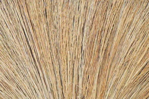 Broom grass texture and background — Stock Photo, Image