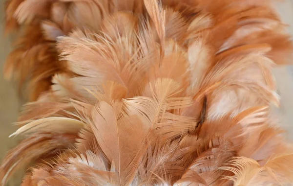 Chicken feather dusting wood texture and background — Stock Photo, Image