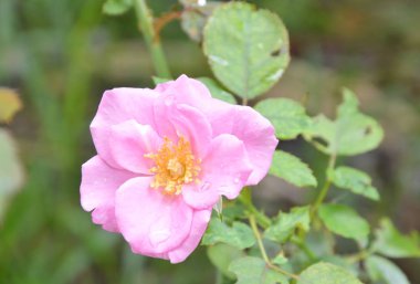 Bahçede açan güller