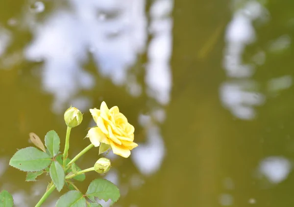 Žlutá růže kvetoucí v zahradě vedle jezera — Stock fotografie