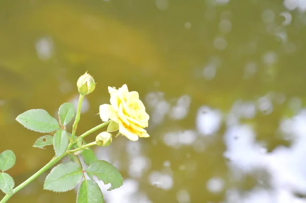 Жовта троянда квітуча в саду біля озера — стокове фото
