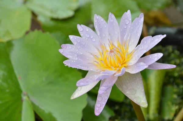 Лотос лілія квітка води, що цвіте в саду — стокове фото
