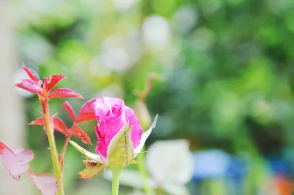 Троянда квітуча в саду — стокове фото