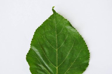dut yaprağı doku beyaz arka plan üzerinde