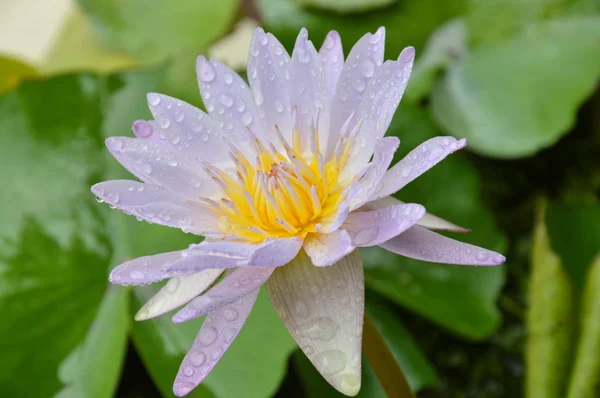 Lotus lily vatten blomma blommar i park — Stockfoto