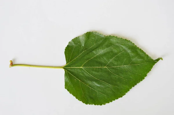 Mulberry leaf textur på vit bakgrund — Stockfoto