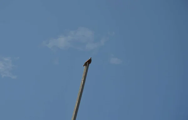 Colomba in piedi su alto palo in cielo sfondo — Foto Stock