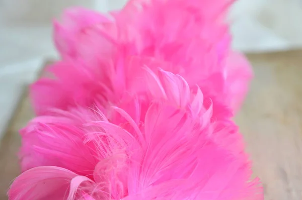 Madeira rosa poeira penas de frango textura e fundo — Fotografia de Stock