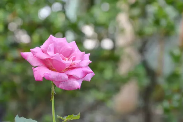 Rose blooming in the garden — Stock Photo, Image