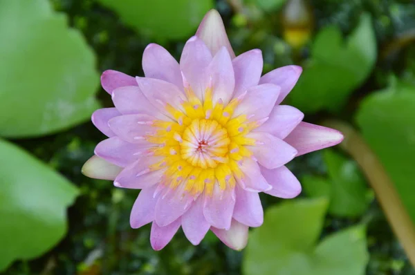 Lotus lily vatten blomma blommar i trädgården — Stockfoto