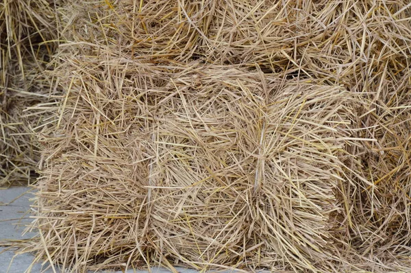Dry straw bale for feeding bull and cow in barn — Stock Photo, Image