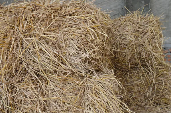 Dry straw bale for feeding farm animal in barn — Stock Photo, Image