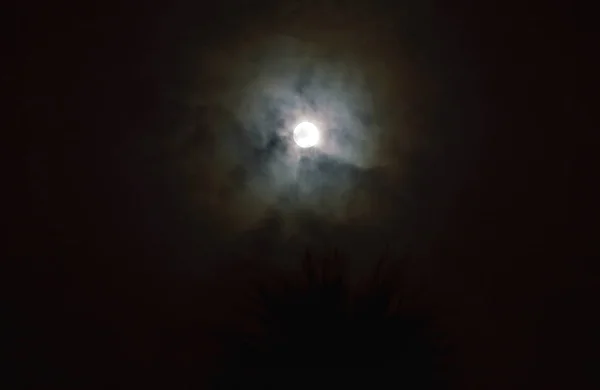 Luna en la noche nublada y palmera en primer plano —  Fotos de Stock