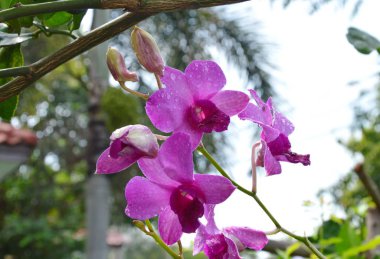 bahçede çiçek açan orkide