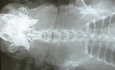 Röntgen film dog Head'a ve vücut