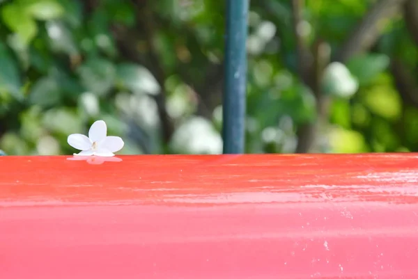 Wild water plum flower drop on red postbox — Stock Photo, Image