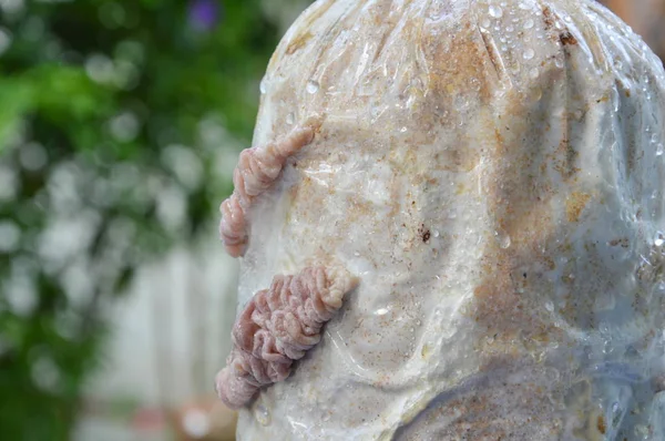 Genç kulak mantar büyümek Infected somun bahçesinde üzerinden — Stok fotoğraf