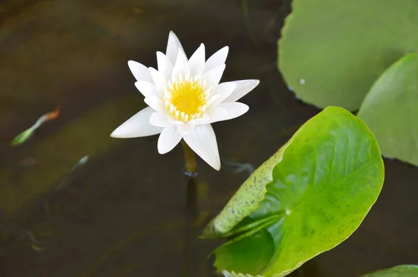Weißer Lotus blüht auf dem Wasserbecken — Stockfoto