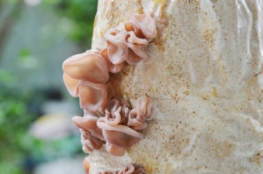 kulak mantar Infected somun büyümek ve hasat için kapalı