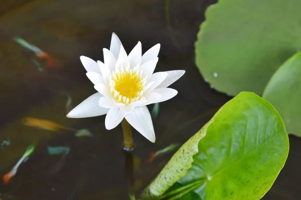 Lotos biały kwitnący w wodzie — Zdjęcie stockowe