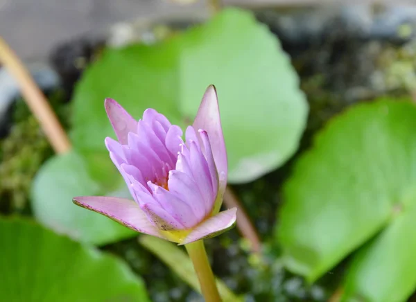 Flor de lirio de agua de loto pétalo cerrado en el parque — Foto de Stock