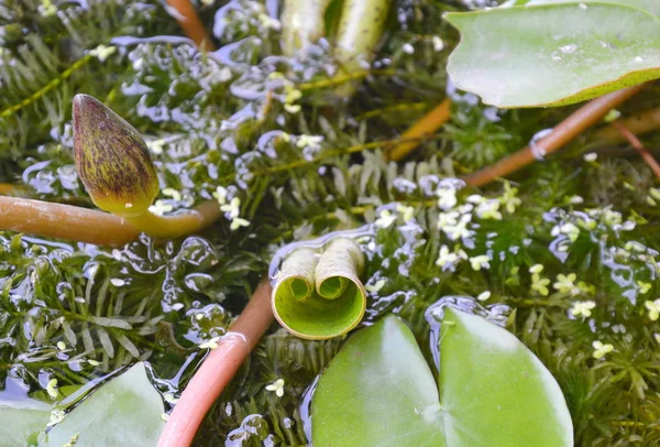 물통에 곡선 로터스 잎 — 스톡 사진
