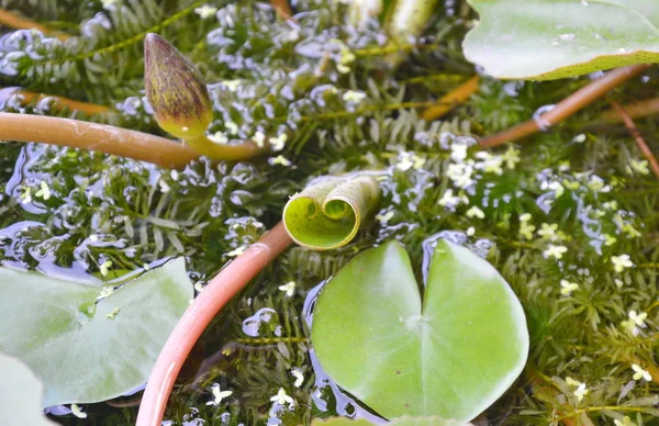 물통에 곡선 로터스 잎 — 스톡 사진