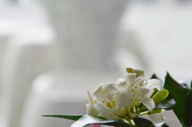 turuncu potu çiçek açan yasemin