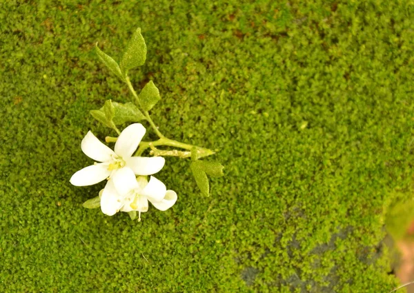 Jasmin orange tombant sur le sol de mousse — Photo