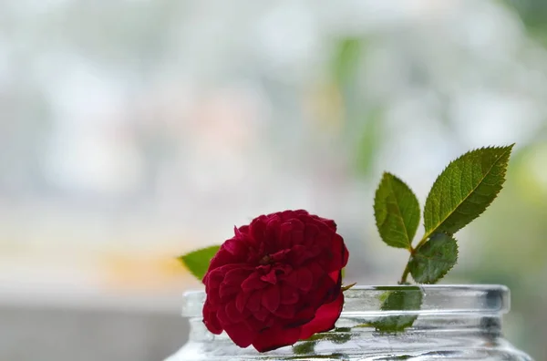 Красная фея роза на воде в стеклянной бутылке — стоковое фото