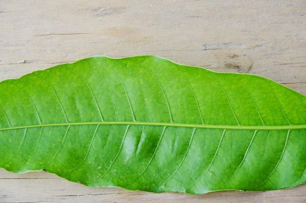 Текстура листьев манго на деревянной доске — стоковое фото