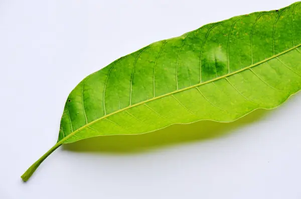 Texture de feuille de mangue sur fond blanc — Photo