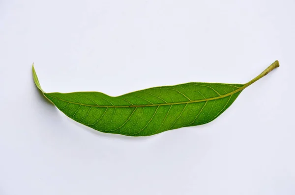 Mango blad på vit bakgrund — Stockfoto