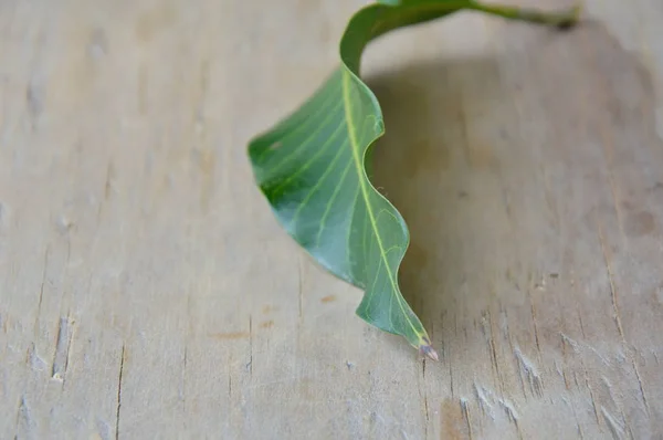 Οξεία μάνγκο φύλλα ξύλινη σανίδα — Φωτογραφία Αρχείου