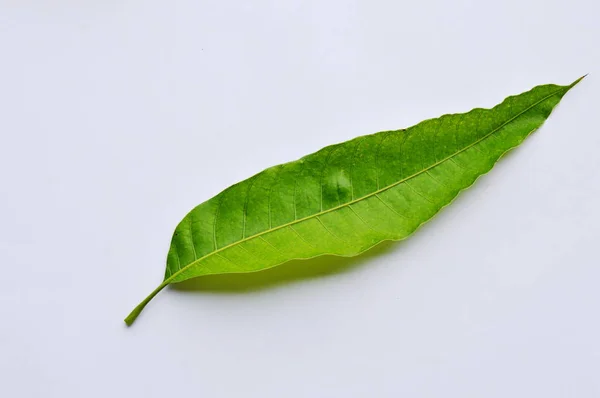 Feuille de mangue sur fond blanc — Photo