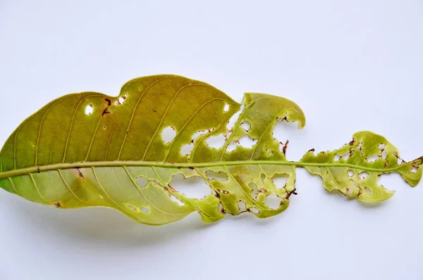 Манго листья вянут на белом фоне — стоковое фото