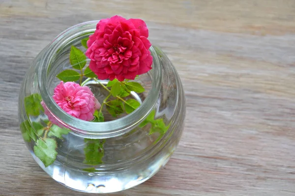 red and pink fairy rose on water in glass bottle