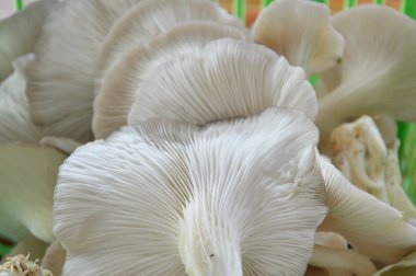 İstiridye mantar sepeti