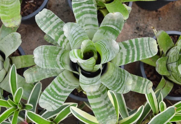 Bromélia decorar planta mudas em vaso de plantas — Fotografia de Stock